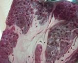安い牛肉で！ステーキを柔らかくする方法作り方3写真
