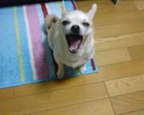 わんこの簡単おやつ　ササミジャーキー作り方3写真