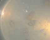 昆布だしが利いた♪あさりの味噌汁作り方6写真