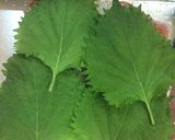 あら美味しい♪アジのシソ巻き香草フライ♪作り方6写真