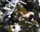 生わかめとわけぎのぬた！作り方9写真