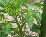 ボルゲーゼ🍅の自家製セミドライトマト作り方14写真