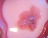 とろっとろ~♪桜のミルクプリン作り方10写真