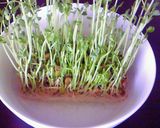 豆苗、ベーコン、しめじの炒め物作り方10写真