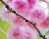 桜の花の塩漬け作り方10写真