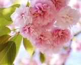 桜の花の塩漬け作り方12写真