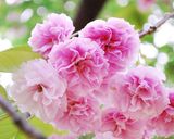 桜の花の塩漬け作り方11写真