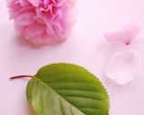 桜の花の塩漬け作り方13写真