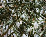 我が家の鮭親子ちらし寿司作り方5写真