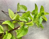 鉢植え栽培のミントで手軽にモヒート作り方1写真