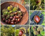 栗ご飯（2024）作り方1写真