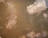 醤油だけで旨！作り置きにも◎冷しゃぶ作り方2写真