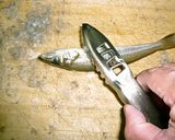 シロギスの糸造りの梅昆布和え作り方3写真