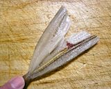 シロギスの糸造りの梅昆布和え作り方8写真