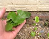 ツワブキの天ぷら&煮物作り方1写真