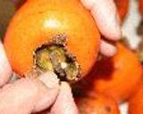 干し柿の作り方作り方1写真