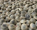 三番瀬のホンビノスガイのボンゴレビャンコ作り方3写真