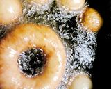 たっぷり豆腐でドーナツ♪作り方6写真