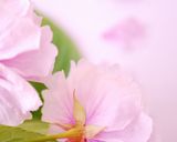 桜の花の塩漬け作り方9写真