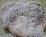 カリッとジューシー☆鶏もも肉の香味ダレ作り方7写真