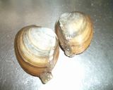 ホッキ貝の酢みそ和え作り方1写真