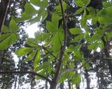 コシアブラ(山菜)の味噌和え作り方5写真