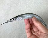 さよりの塩焼き＆一夜干し作り方2写真