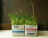 豆苗とたまごのスープ（和・洋・中）作り方11写真