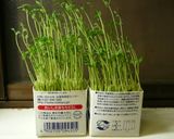 豆苗とたまごのスープ（和・洋・中）作り方16写真