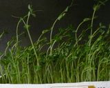 豆苗とたまごのスープ（和・洋・中）作り方17写真