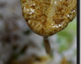 焼肉のタレでバンバンジー風作り方21写真