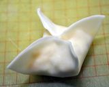 ツナマヨコーンチーズ餃子作り方5写真