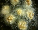 ザ・唐揚げ作り方6写真