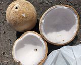 ベトナム🇻🇳チェー風デザート🏝️ココナッツの果肉で🥥作り方1写真