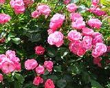 薔薇のジャム（ペタルジャム）作り方1写真