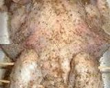 すごくおいしい！ローストチキン２００３作り方4写真