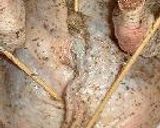 すごくおいしい！ローストチキン２００３作り方9写真