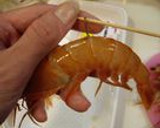 ママ張り切っちゃうんだから～運動会弁当♡作り方2写真