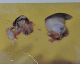 活北寄貝の刺身作り方7写真