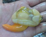 潮干狩りのバカ貝の剥き身★砂抜き付作り方12写真