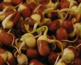 ローフード。スプラウトの作り方。作り方9写真