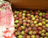 パープルクイーンdeピンクの梅酒♡作り方1写真