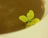 ほろ苦いカリフラワーのスープ作り方3写真