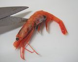 ✿甘エビのパン粉焼き✿作り方2写真