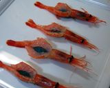 ✿甘エビのパン粉焼き✿作り方3写真