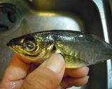 小あじの南蛮漬け作り方1写真