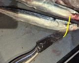 秋刀魚の煮付け【圧力鍋】作り方1写真