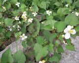 どくだみの花が咲いたら・・・どくだみ茶作り方1写真