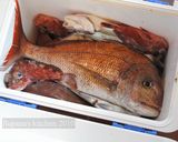 簡単♡基本の鯛のあら煮作り方4写真
