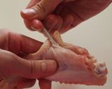 手羽先の骨の抜き方（手羽先餃子編）作り方6写真